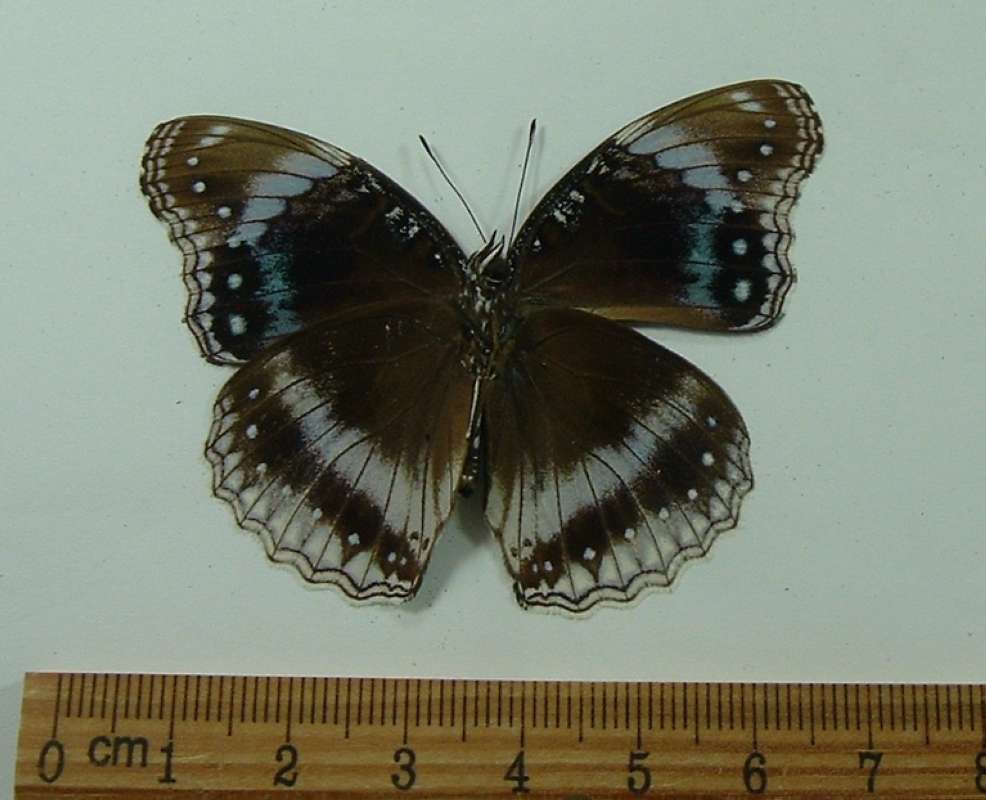 Male - Ventral View<br>(Origin of the Specimen: Kai Island, July)