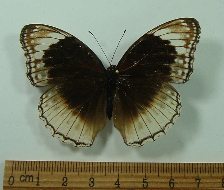 Female - Dorsal View<br>(Origin of the Specimen: Kai Island, July)