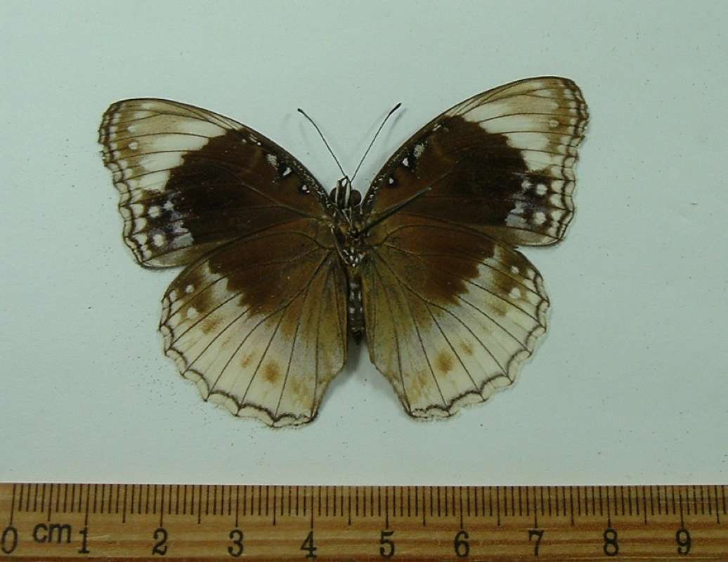 Female - Ventral View<br>(Origin of the Specimen: Kai Island, July)