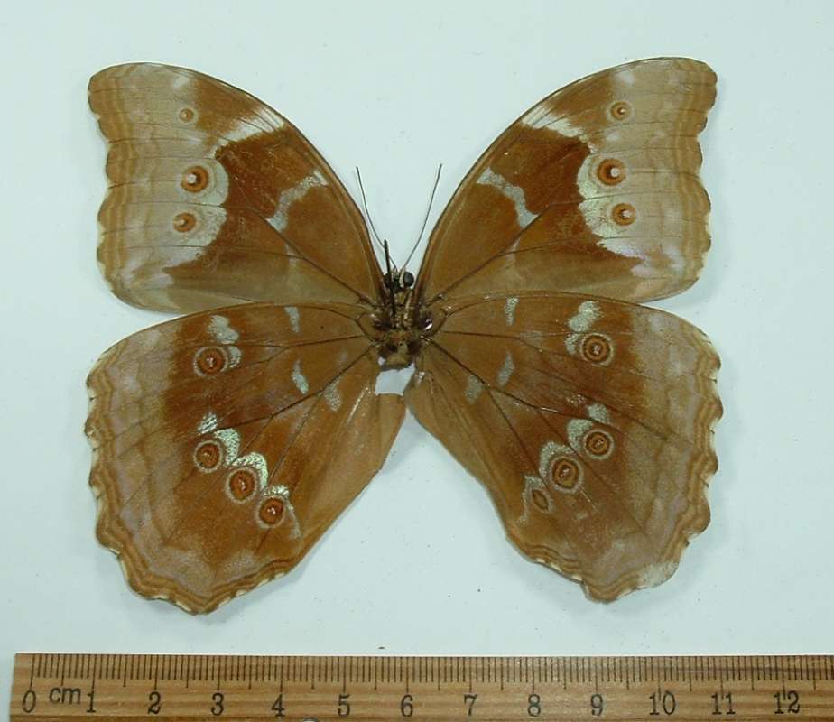 Female - Ventral View<br>(Origin of the Specimen: 45 Miles West of Georgetown, X 1991)