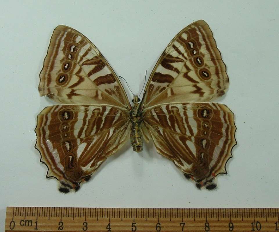 Female - Ventral Side (Digital Repair Ven Rear W)<br>(Origin of the Specimen: Carpish Hills, Peru, April 2000)