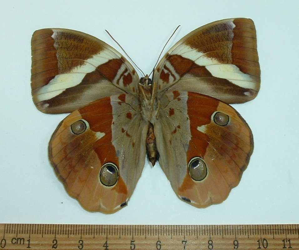 Male - Ventral View<br>(Origin of the Specimen: Thailand, November 2000)