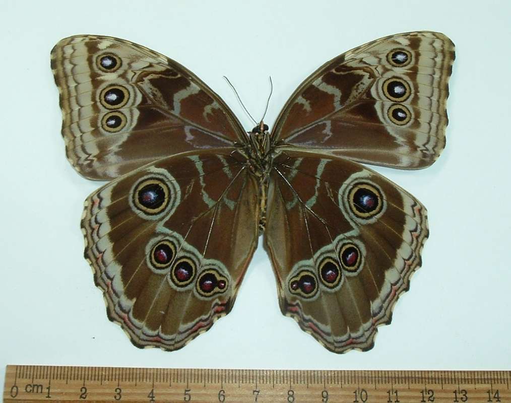Female - Ventral View<br>(Origin of the Specimen: Panama, December 2011)