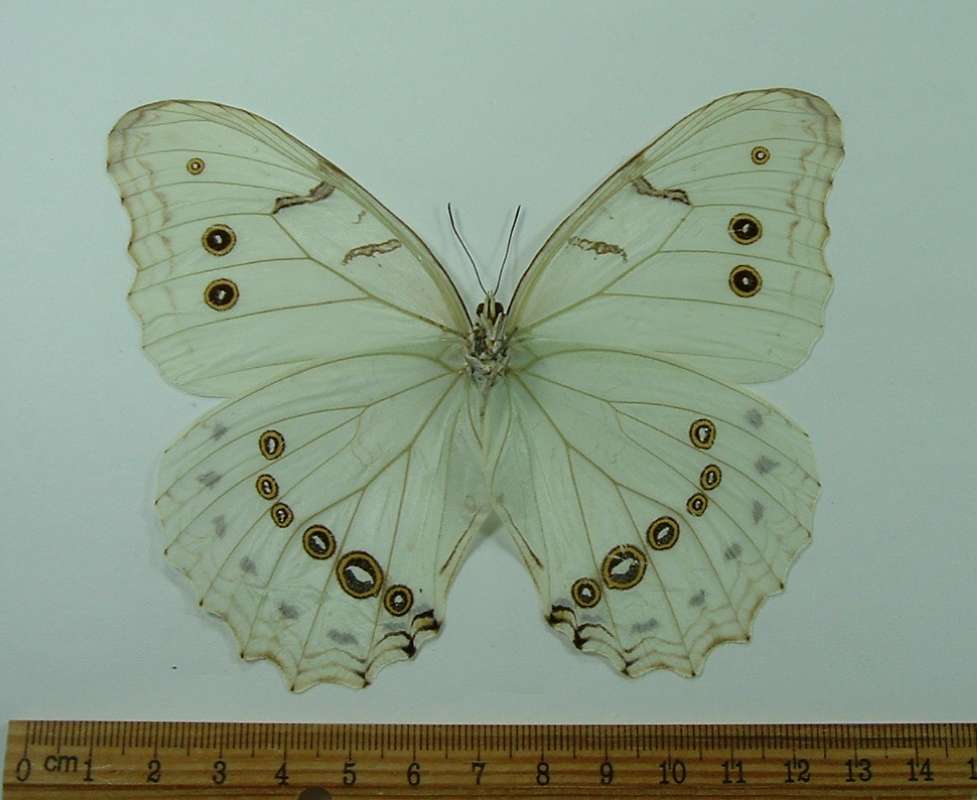 Male - Ventral View<br>(Origin of the Specimen: Guatemala, October 1992)