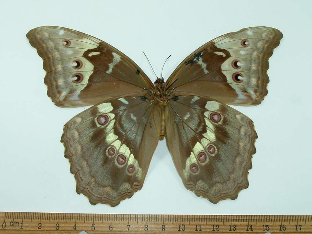 Female - Ventral<br>(Origin of the Specimen: Satipo, Peru, Dec. 2002)