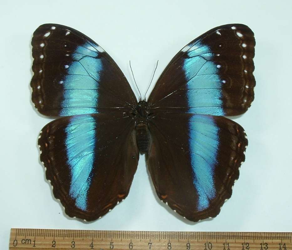Female - Dorsal View<br>(Origin of the Specimen: Trinidad, Sept 1989)