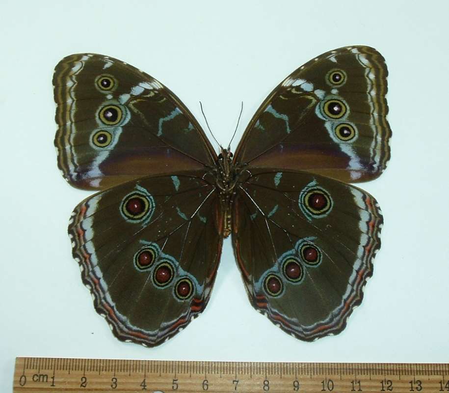 Female - Ventral View<br>(Origin of the Specimen: Trinidad, Sept 1989)