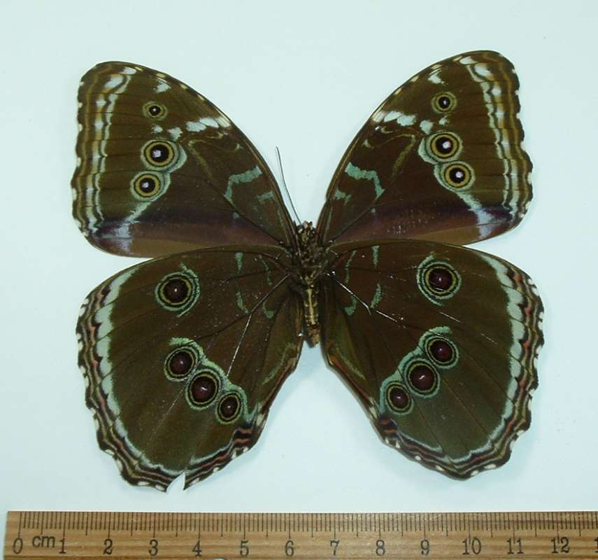 Female - Ventral View<br>(Origin of the Specimen: Junin, Peru, April 1999)
