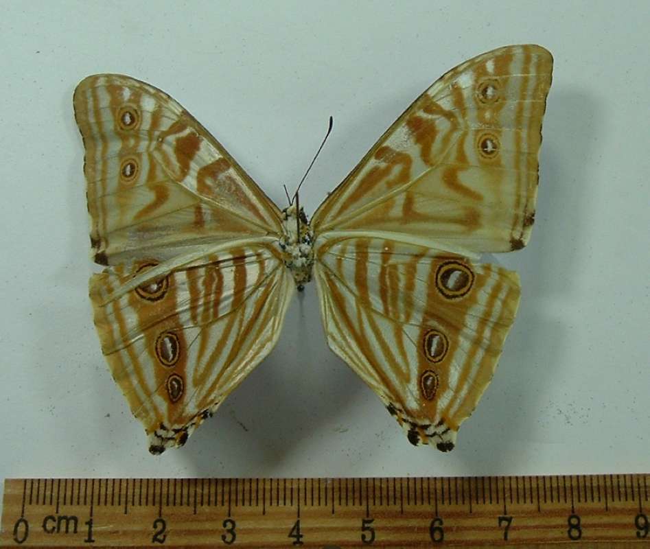 Male - Ventral View<br>(Origin of the Specimen: Cuzco, Peru, Nov. 1993)