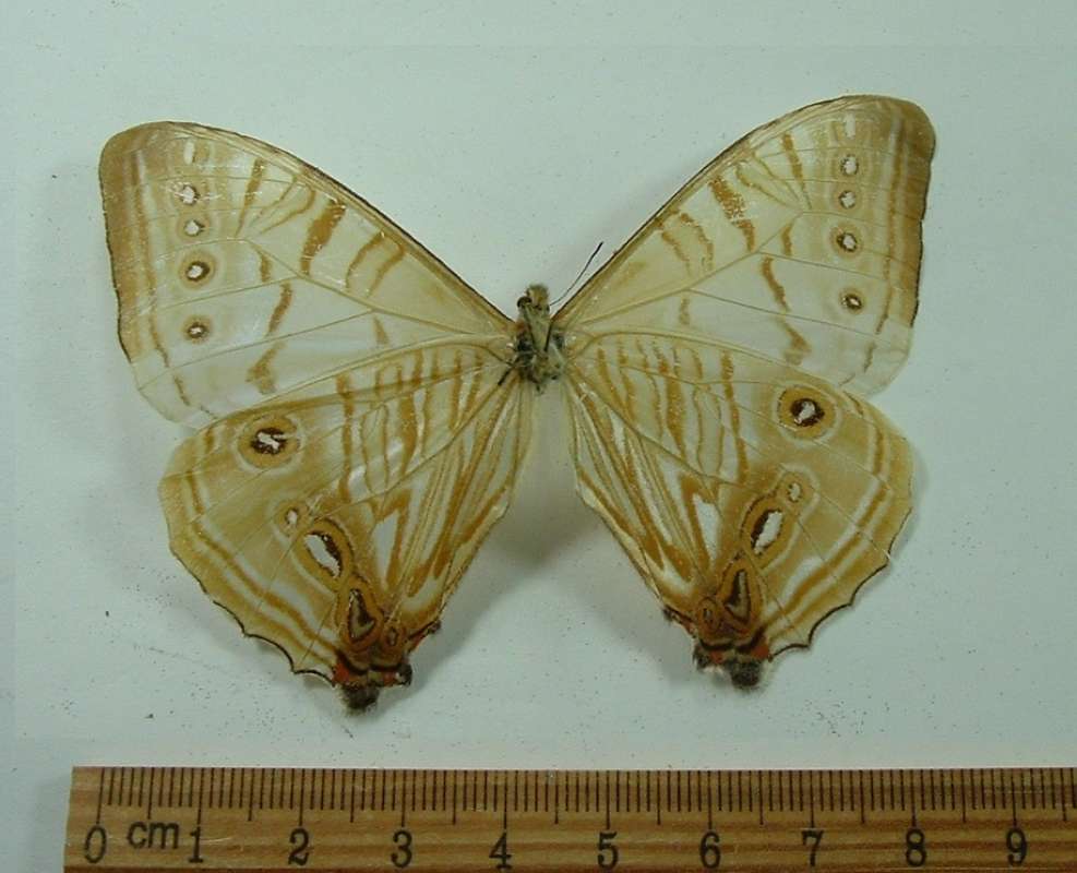 Male - Ventral View<br>(Origin of the Specimen: Kosnipata, Near Cuzco, Peru)