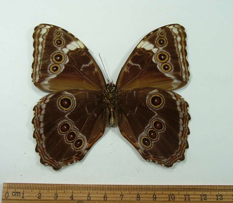 Male - Ventral View<br>(Origin of the Specimen: No Data, but with Cuzco Collection)