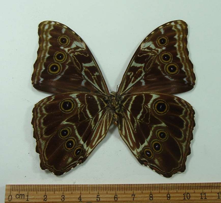 Male - Vetnral View<br>(Origin of the Specimen: No Data Given - Perhaps Cuzco)