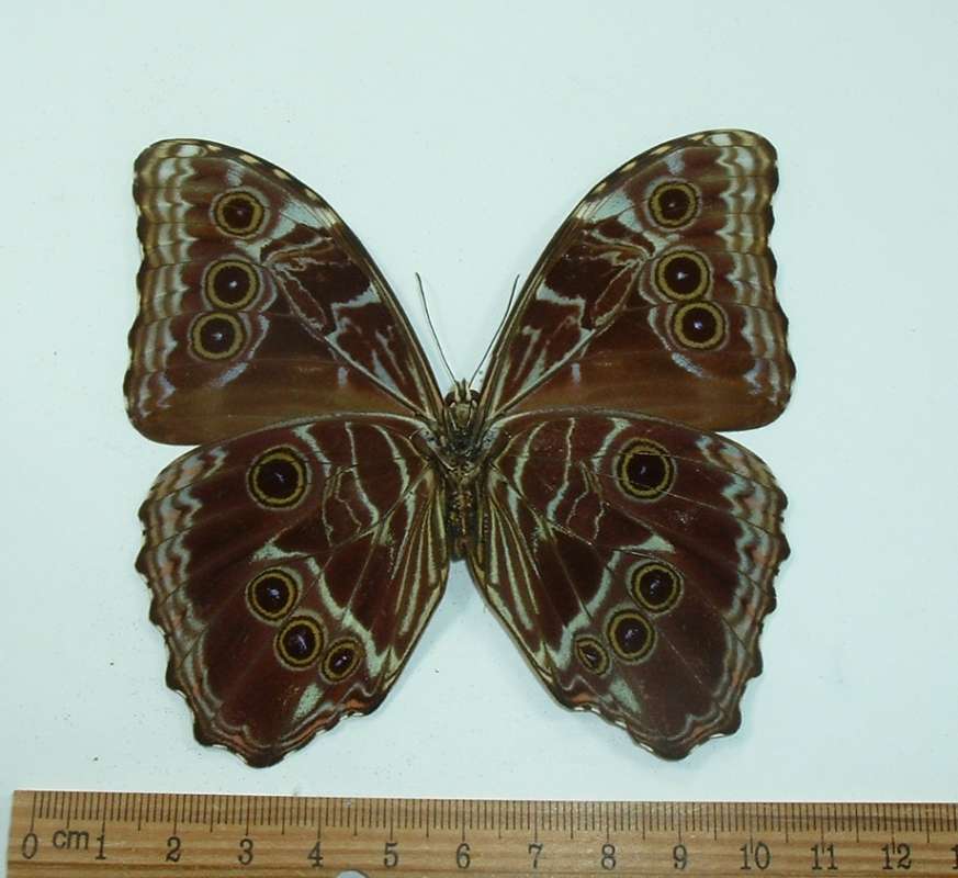 Male - Ventral View<br>(Origin of the Specimen: No Data - But suspect northern Peru)