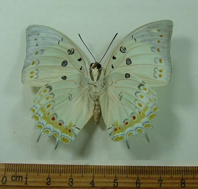 Male - Ventral View<br>(Origin of the Specimen: Borneo, December 2001)