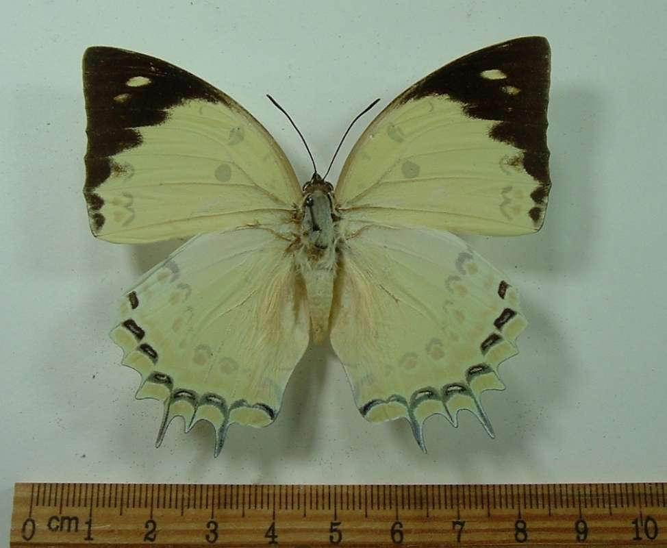 Female - Dorsal View<br>(Origin of the Specimen: Borneo, December 2001)