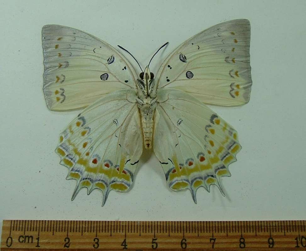 Female - Ventral View<br>(Origin of the Specimen: Borneo, December 2001)
