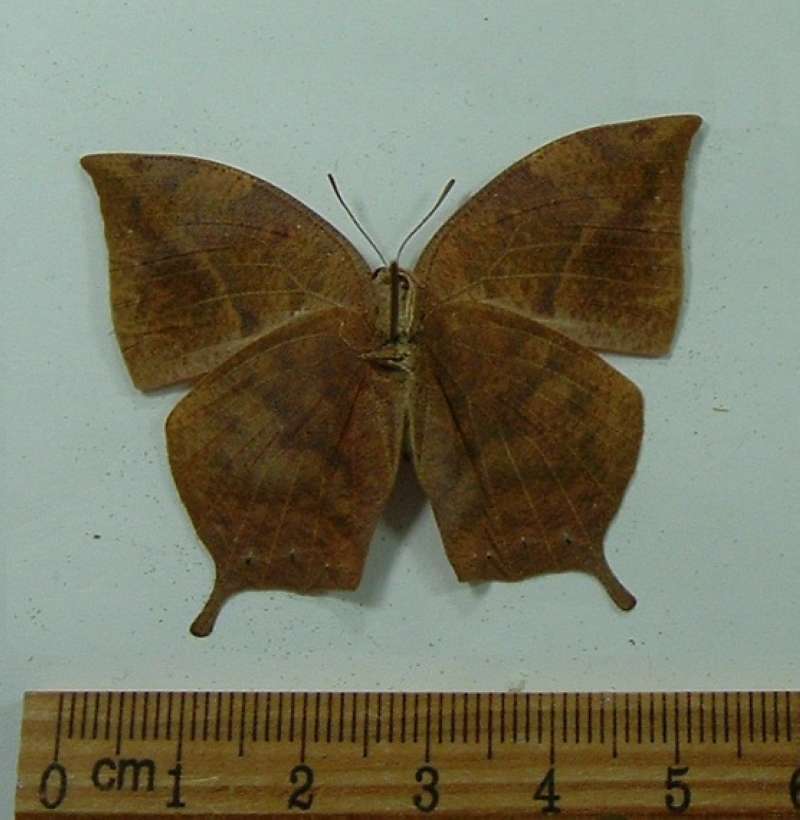 Female - Ventral<br>(Origin of the Specimen: Iguaza, Paraguay)