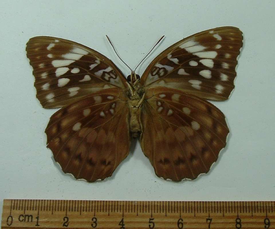 Female - Ventral View<br>(Origin of the Specimen: Celebres - May 1998)
