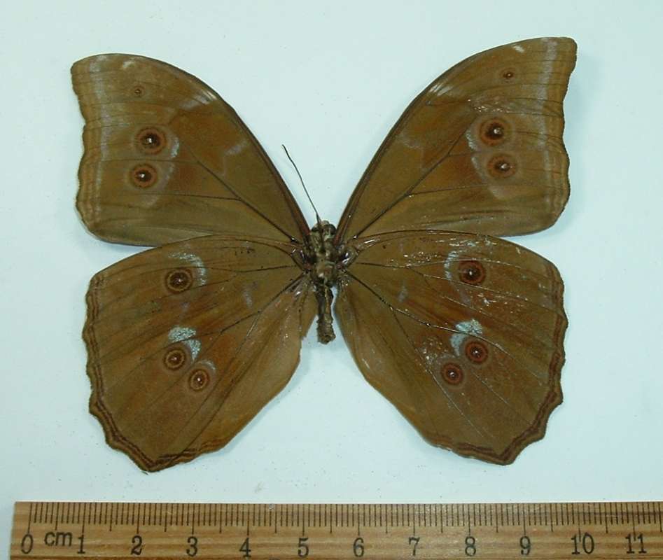 Male - Ventral View<br>(Origin of the Specimen: 45 Miles West,  Guyana, May 1991)