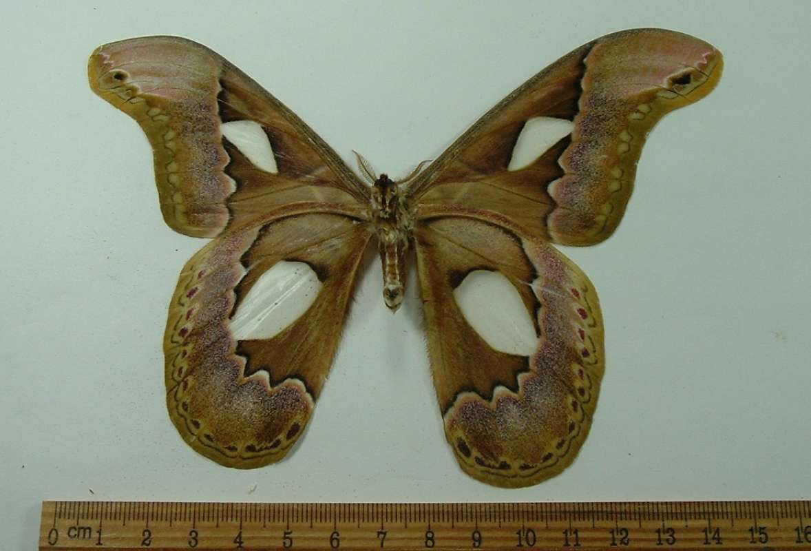 Male - Ventral View - Pale Form<br>(Origin of the Specimen: Napo, Prov, Ecuador, Jan. 1998)