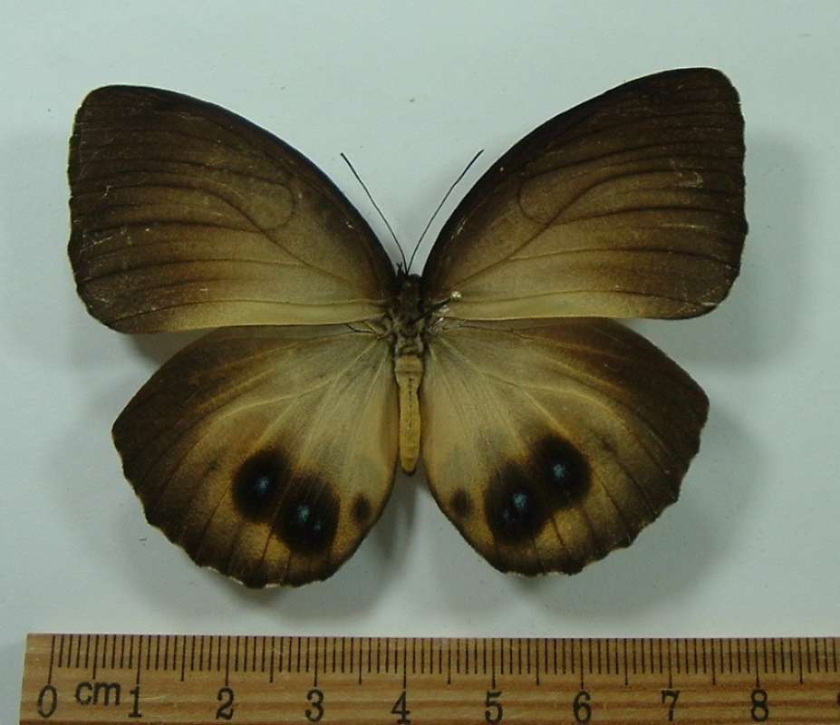 Female - Dorsal View<br>(Origin of the Specimen: Papua, NG, November 1999)