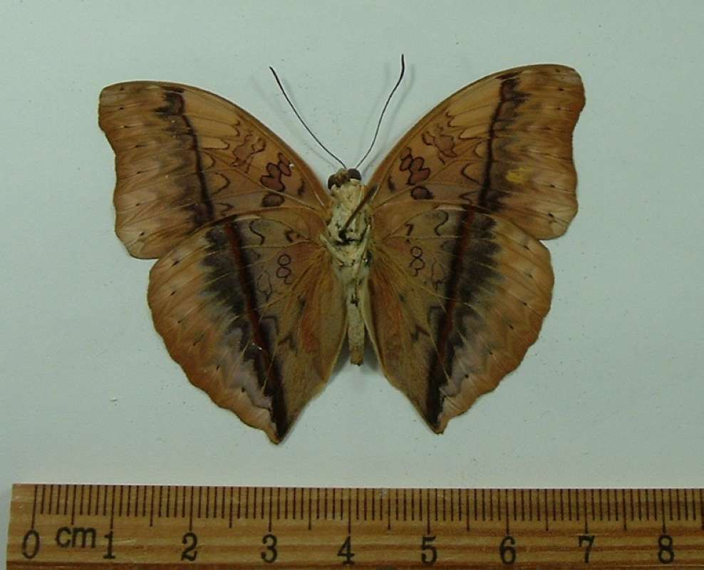 Male - Ventral View<br>(Origin of the Specimen: Bonde, Congo, January)