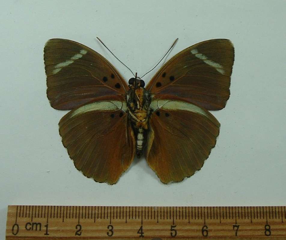 Male - Ventral View<br>(Origin of the Specimen: Lobaye, R.C.A.)