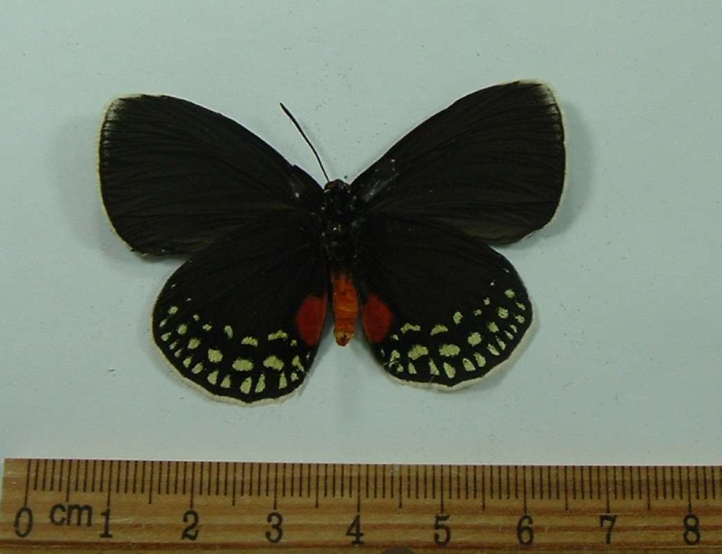 Male - Ventral View<br>(Origin of the Specimen: Costa Rica, Sept. 2012)