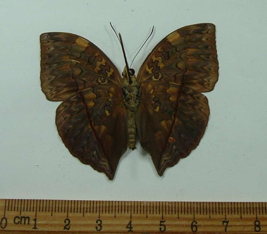 Male - Ventral<br>(Origin of the Specimen: Gabon, Africa, Nov. 2002)