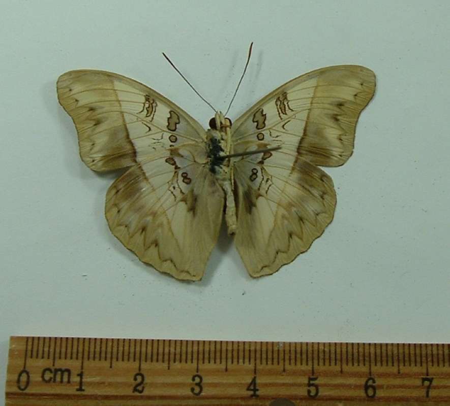 Female - Ventral View<br>(Origin of the Specimen: Bimbo, R.C.A.)
