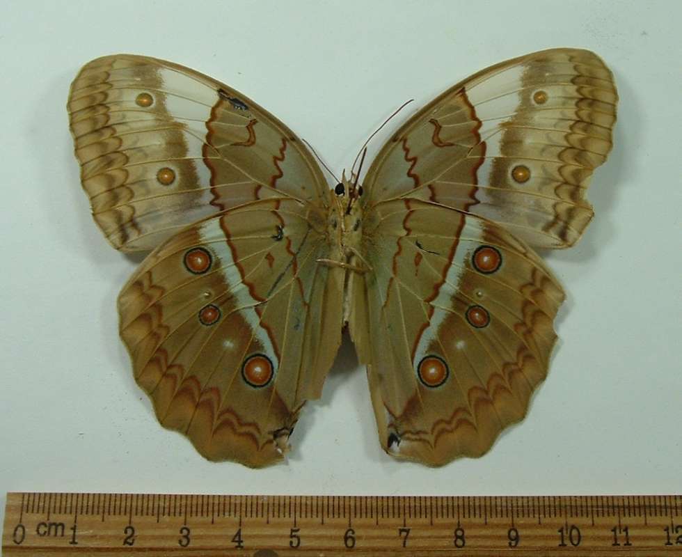 Female - Ventral<br>(Origin of the Specimen: Cambodia, March 1999)