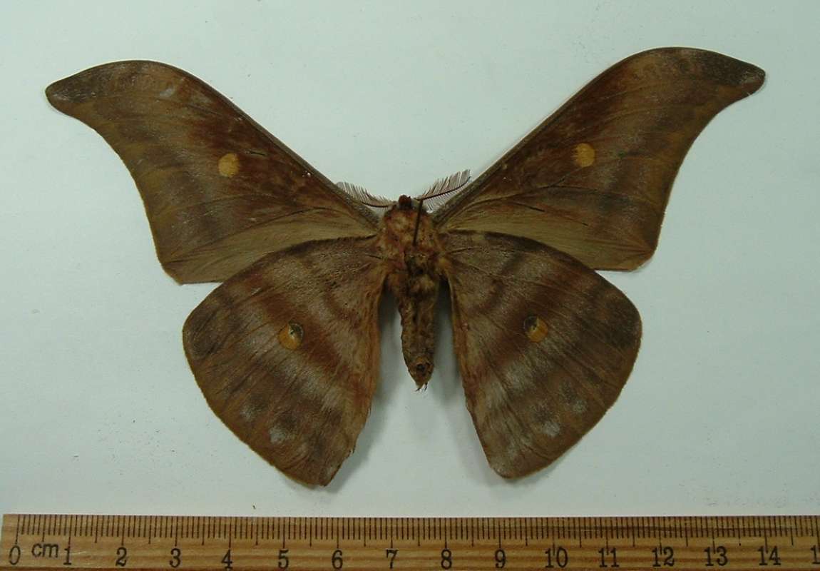 Male - Ventral<br>(Origin of the Specimen: Northern Thailand, July 2009)