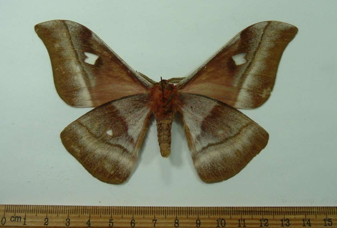 Male - Ventral View<br>(Origin of the Specimen: Southern Tanzania, Dec. 1991)