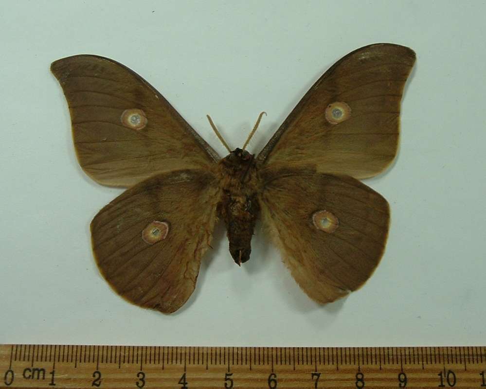 Male - Ventral View<br>(Origin of the Specimen: Malaysia, Sept 2001)