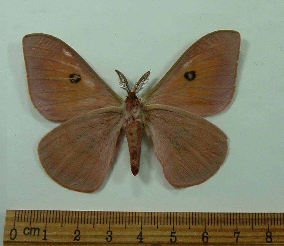 Male - Ventral View<br>(Origin of the Specimen: Togo, July 2013)