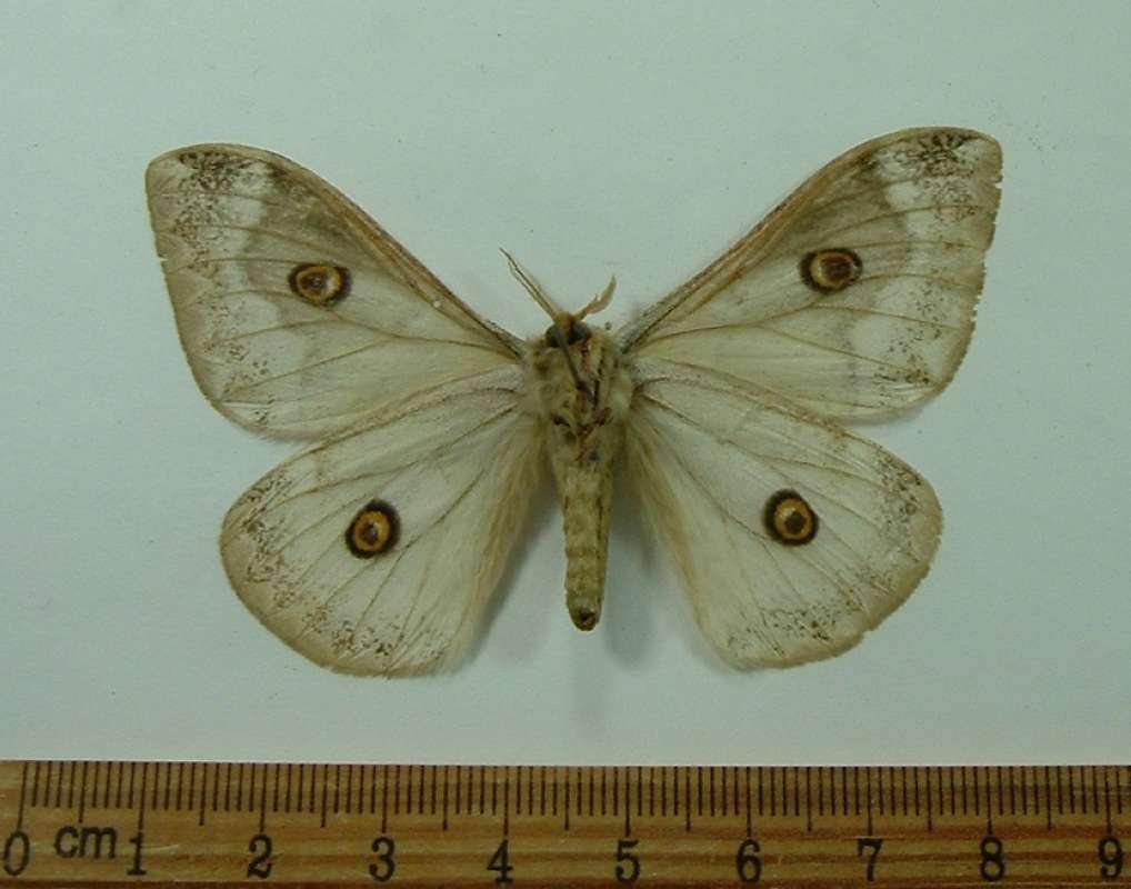 Male - Ventral View<br>(Origin of the Specimen: Malawi, Dec. 2003)
