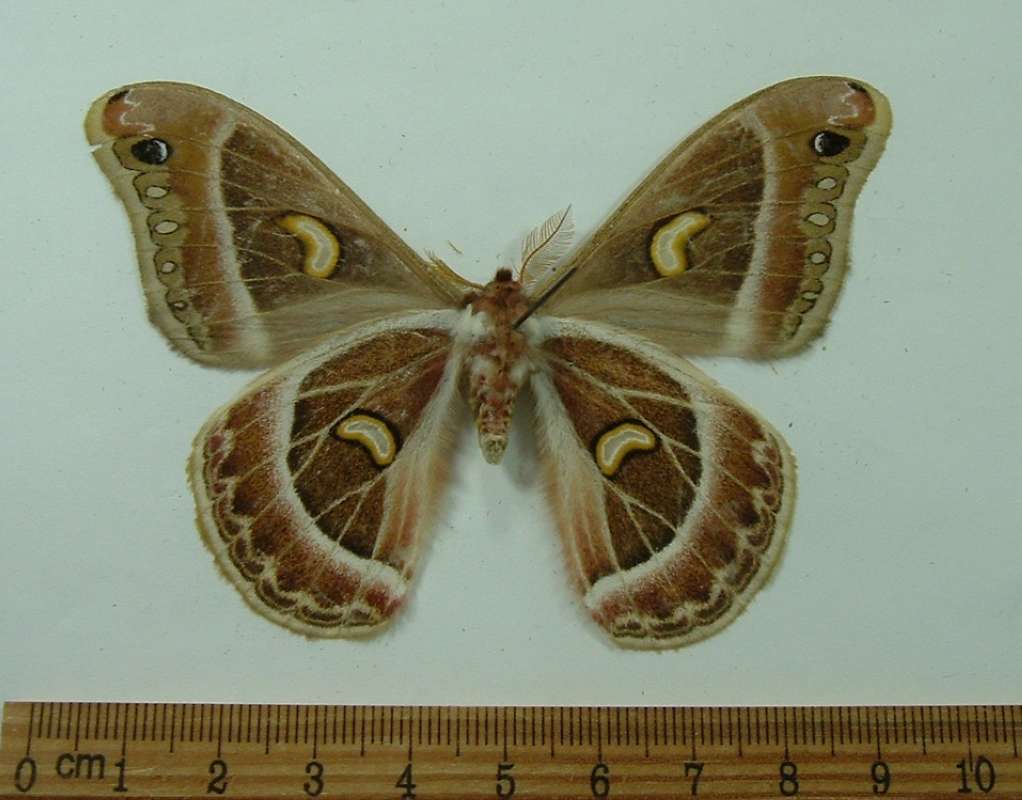 Male - Ventral View<br>(Origin of the Specimen: Kippengere Mnts, Tanzania, Jan 2006)