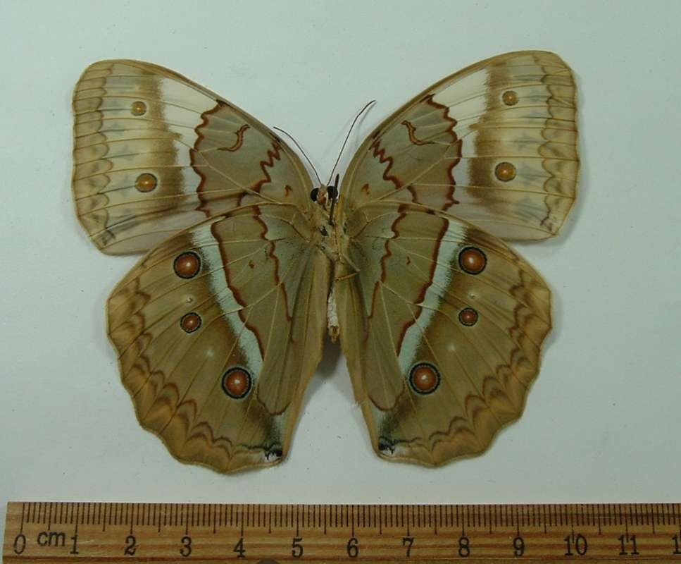 Female - Ventral View<br>(Origin of the Specimen: Burma, July 1998)