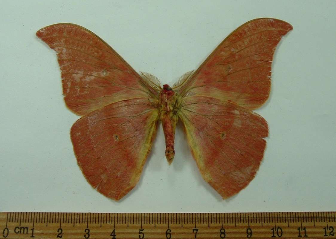 Male - Ventral View<br>(Origin of the Specimen: El Salvador, Sept 1989)
