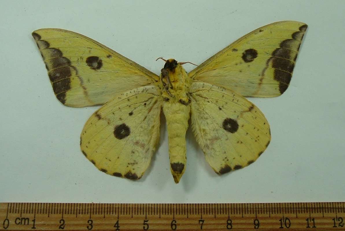 Male - Ventral View<br>(Origin of the Specimen: Cuzco, Peru, Nov. 2009)