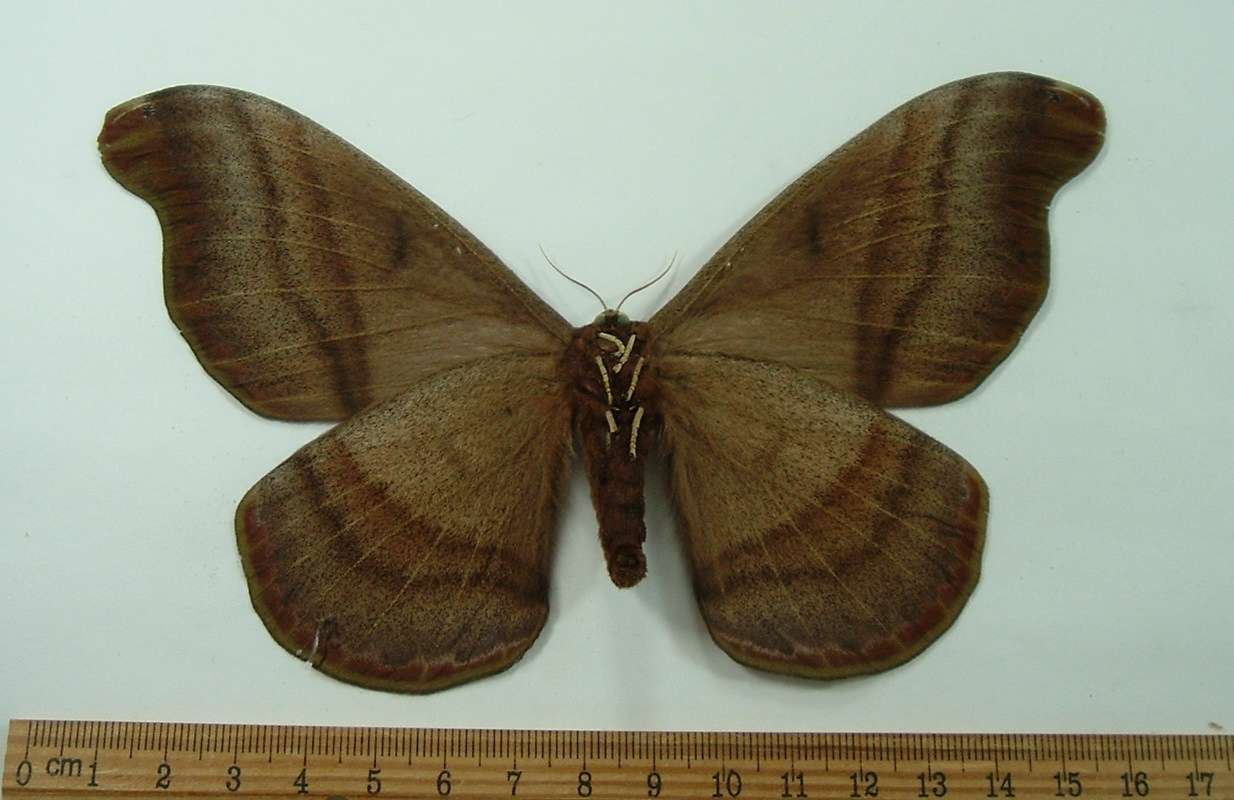 Female - Ventral<br>(Origin of the Specimen: Obidos, Brazil, April 1981)