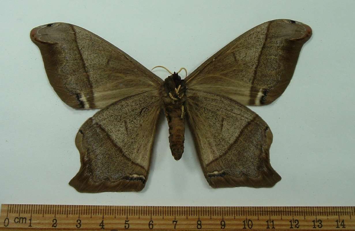 Male - Ventral View<br>(Origin of the Specimen: Ecuador, August 2009)