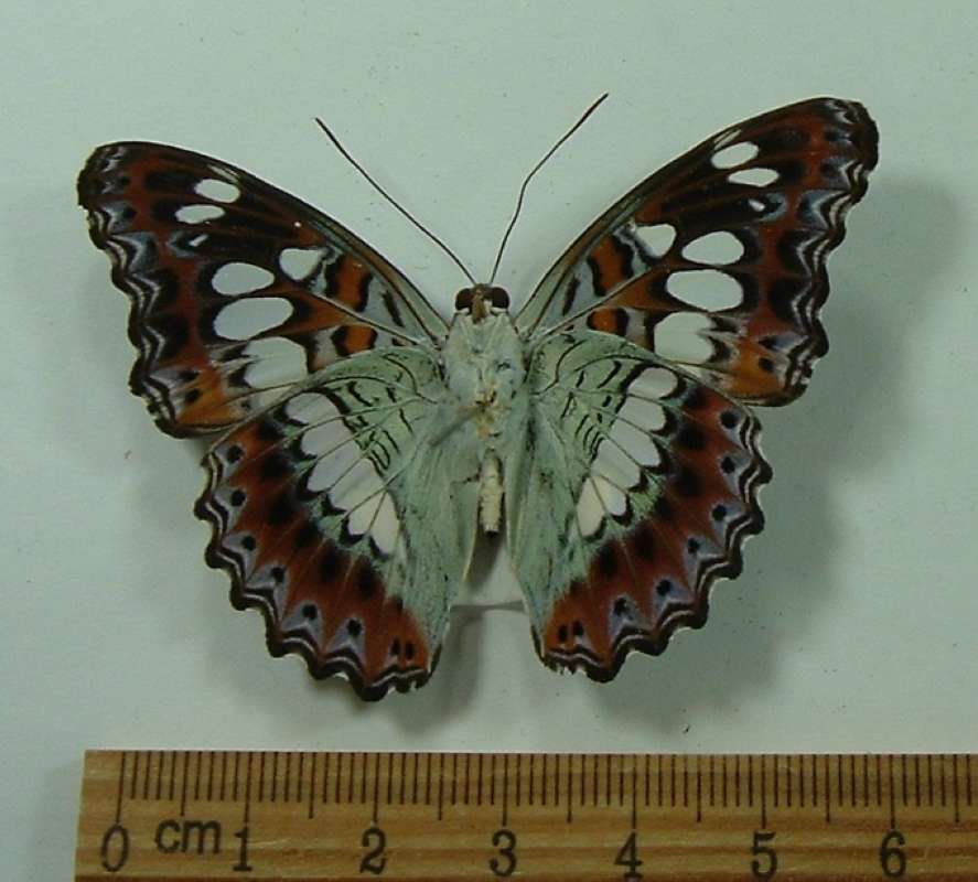 Male - Ventral View<br>(Origin of the Specimen: Vietnam, April 2009)