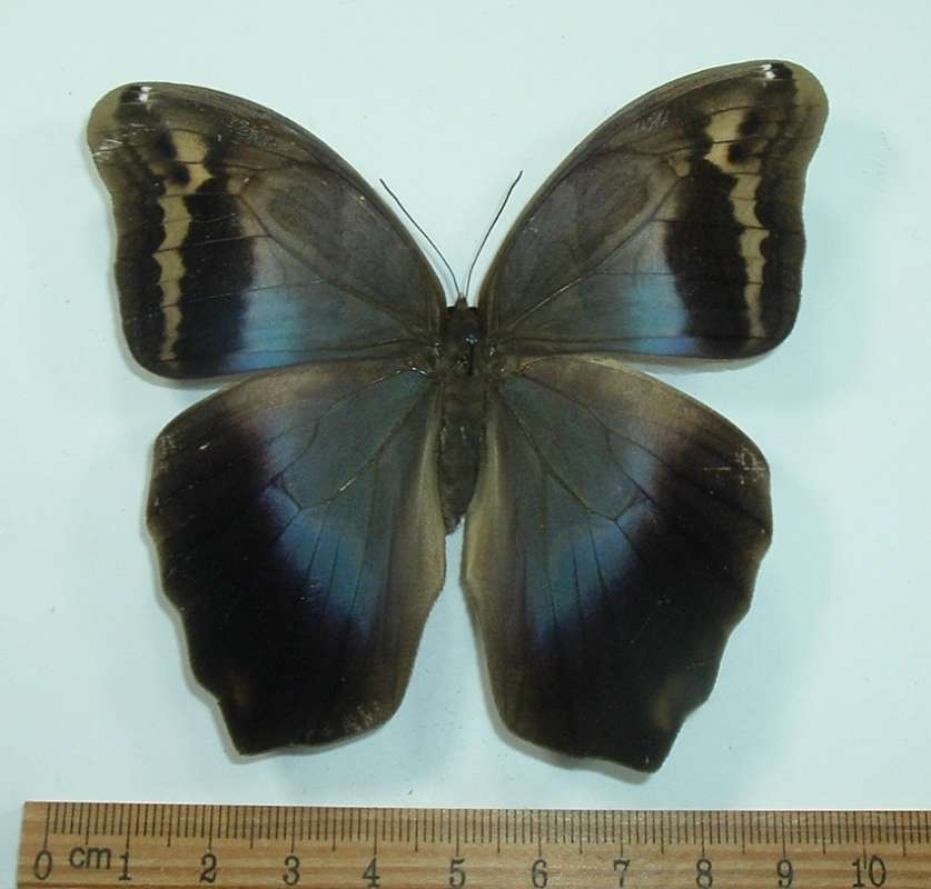 Female - Dorsal View<br>(Origin of the Specimen: Costa Rica, March 2012)