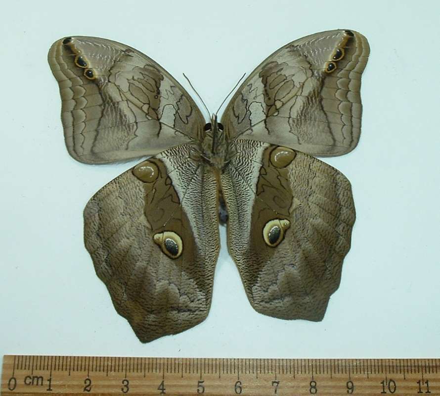 Female - Ventral View<br>(Origin of the Specimen: Costa Rica, March 2012)