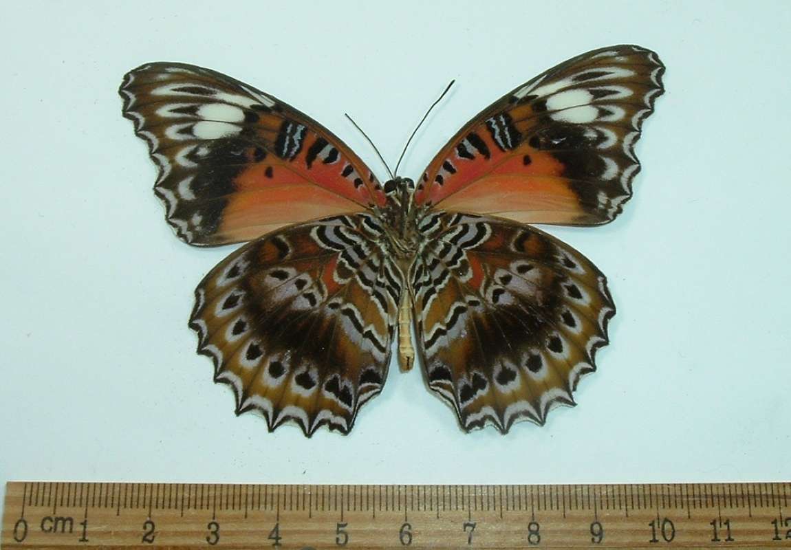 Male - Ventral View<br>(Origin of the Specimen: Biak Island, July 1999)