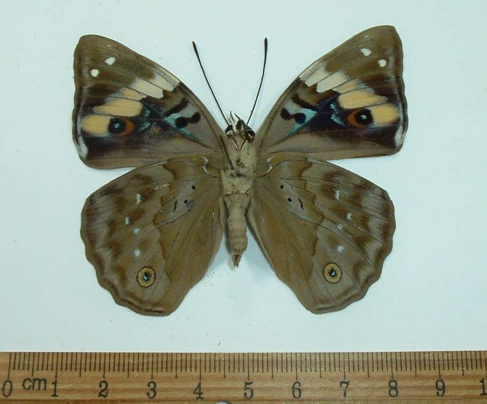 Female - Ventral View<br>(Origin of the Specimen: Ceram, May 1991)