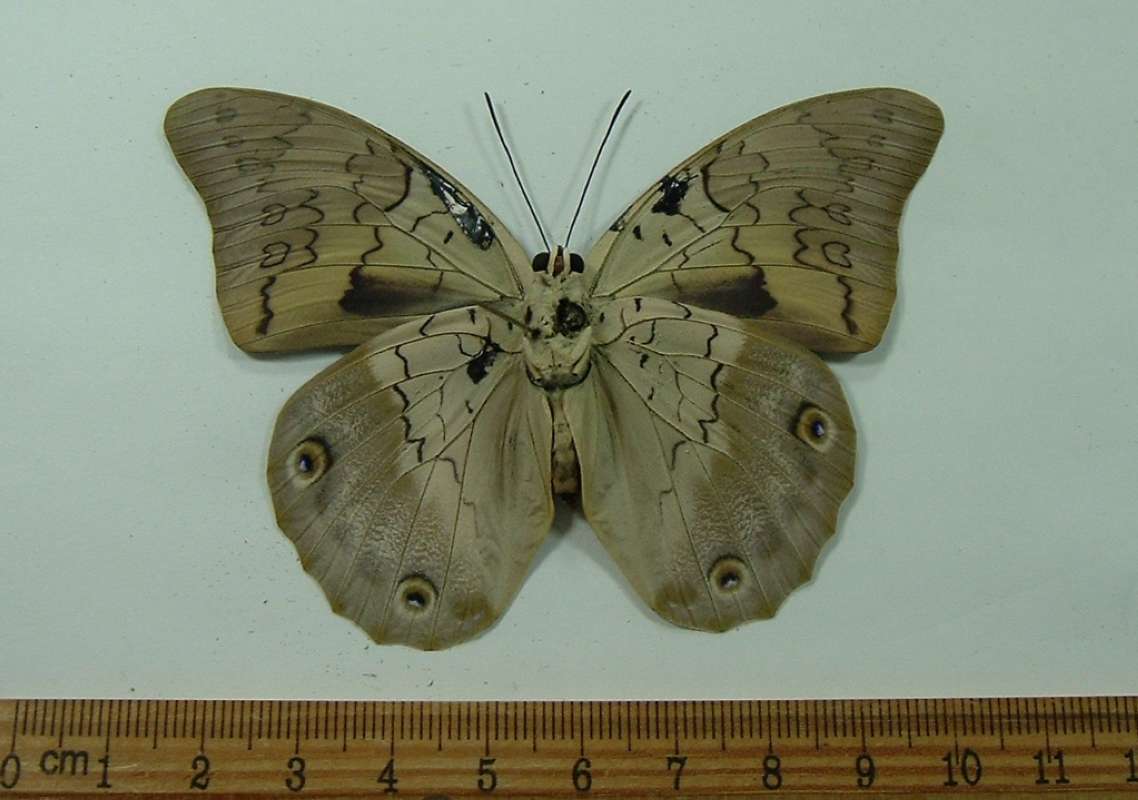 Female - Ventral View<br>(Origin of the Specimen: Panama, April 1998)