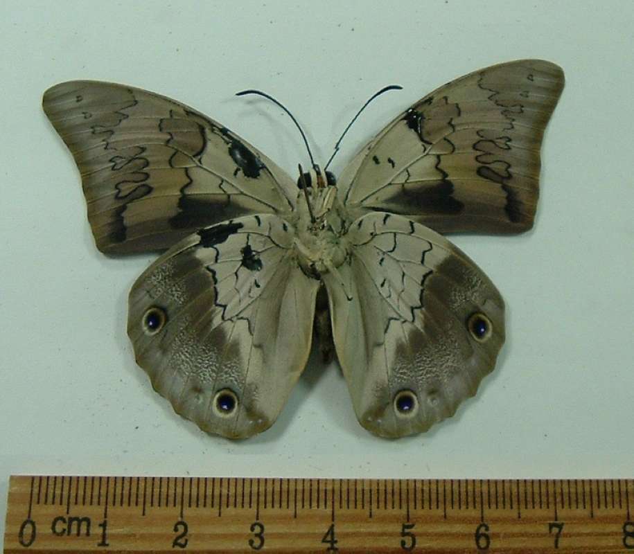 Male - Ventral View<br>(Origin of the Specimen: Panama, April 1998)