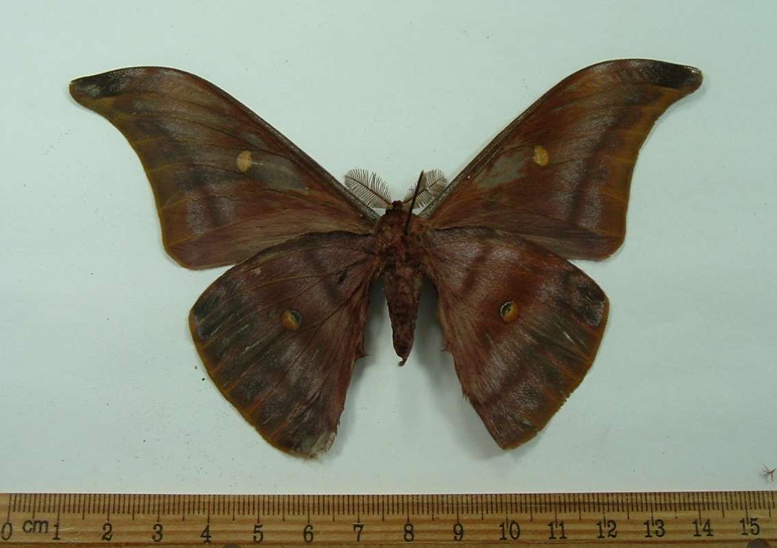 Male - Ventral View<br>(Origin of the Specimen: West Thaialnd, Sept. 1998)